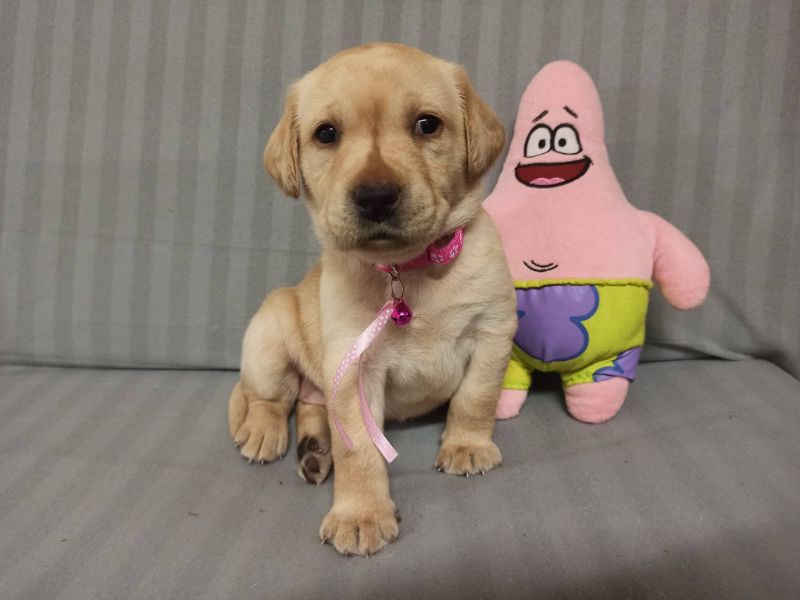 Chovatelská stanice labradorů Polepy u Kolína
