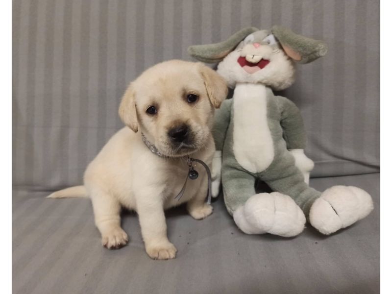 Chovatelská stanice labradorů Polepy u Kolína