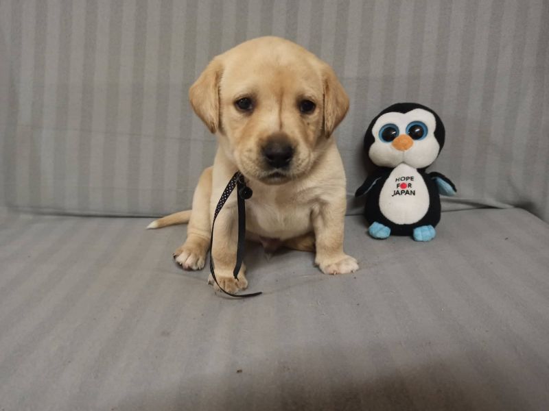 Chovatelská stanice labradorů Polepy u Kolína