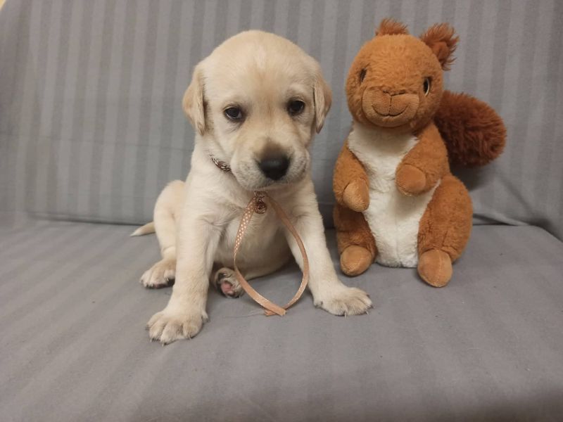 Chovatelská stanice labradorů Polepy u Kolína