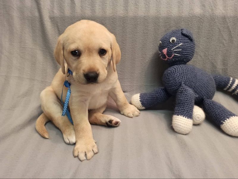 Chovatelská stanice labradorů Polepy u Kolína