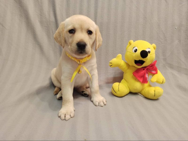 Chovatelská stanice labradorů Polepy u Kolína