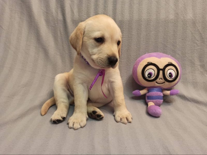 Chovatelská stanice labradorů Polepy u Kolína