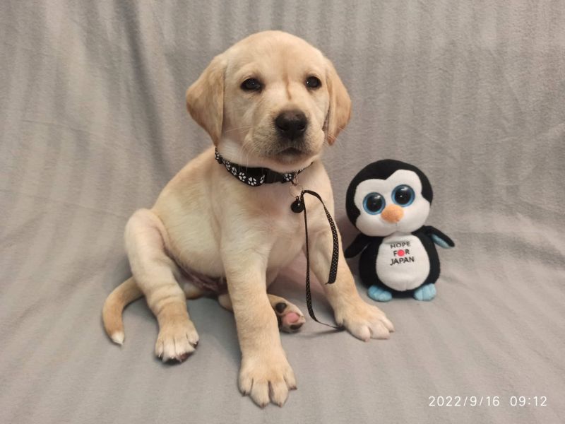 Chovatelská stanice labradorů Polepy u Kolína