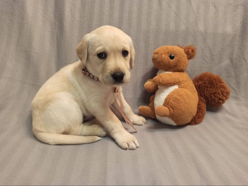 Chovatelská stanice labradorů Polepy u Kolína