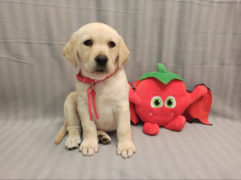 Chovatelská stanice labradorů Polepy u Kolína