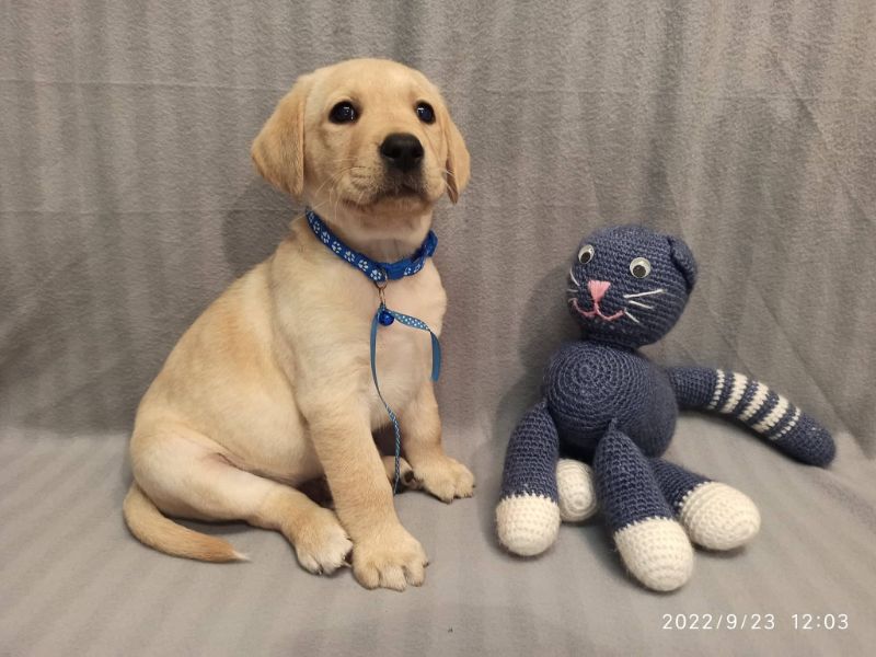 Chovatelská stanice labradorů Polepy u Kolína