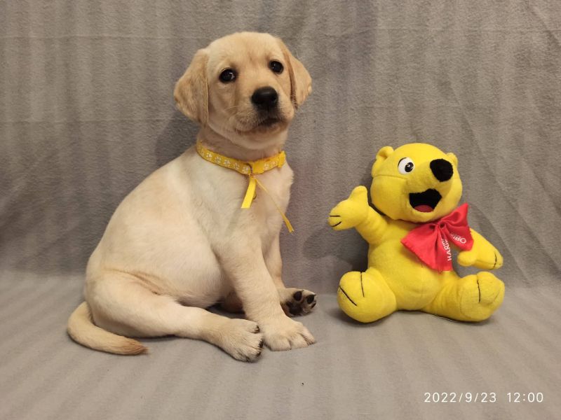 Chovatelská stanice labradorů Polepy u Kolína