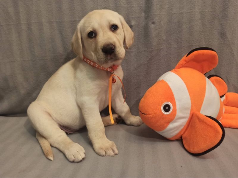 Chovatelská stanice labradorů Polepy u Kolína