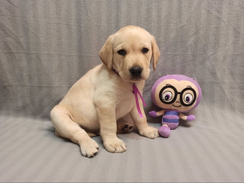 Chovatelská stanice labradorů Polepy u Kolína