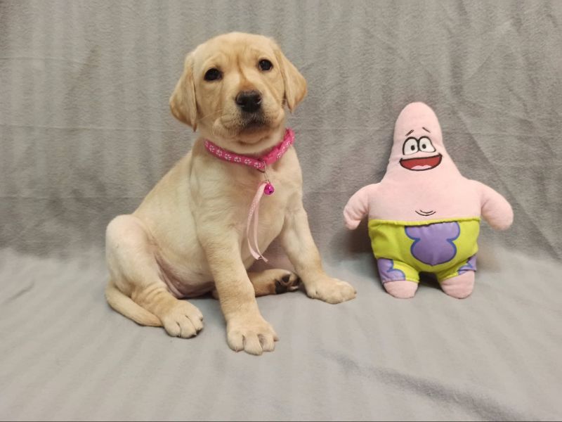 Chovatelská stanice labradorů Polepy u Kolína