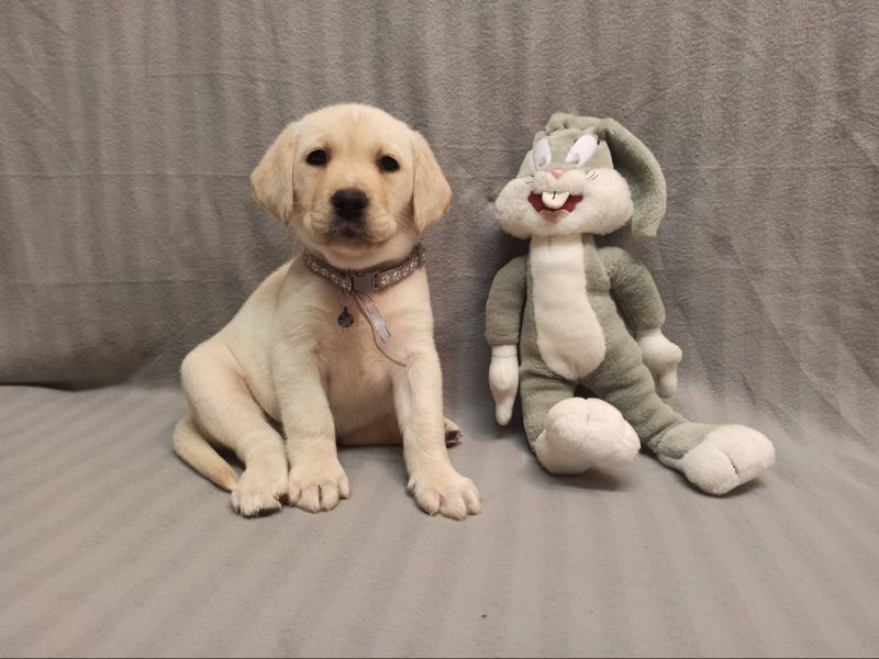 Chovatelská stanice labradorů Polepy u Kolína
