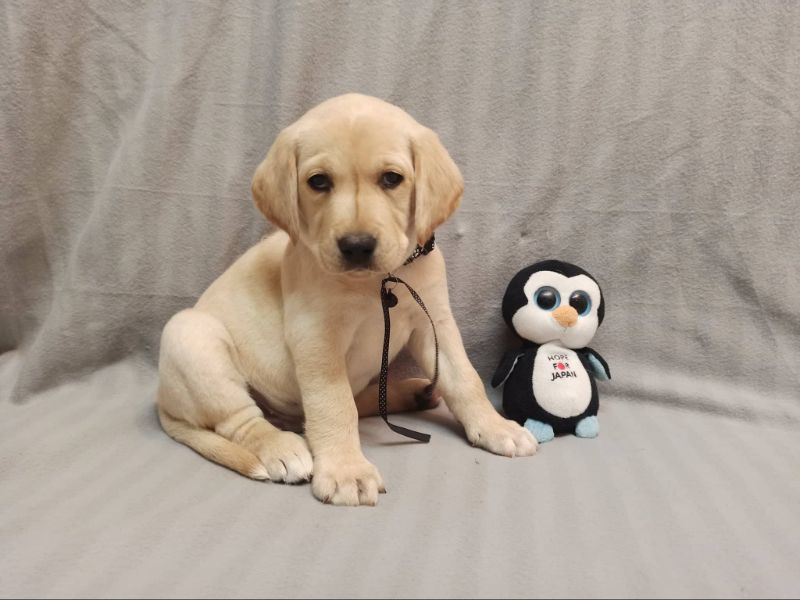 Chovatelská stanice labradorů Polepy u Kolína