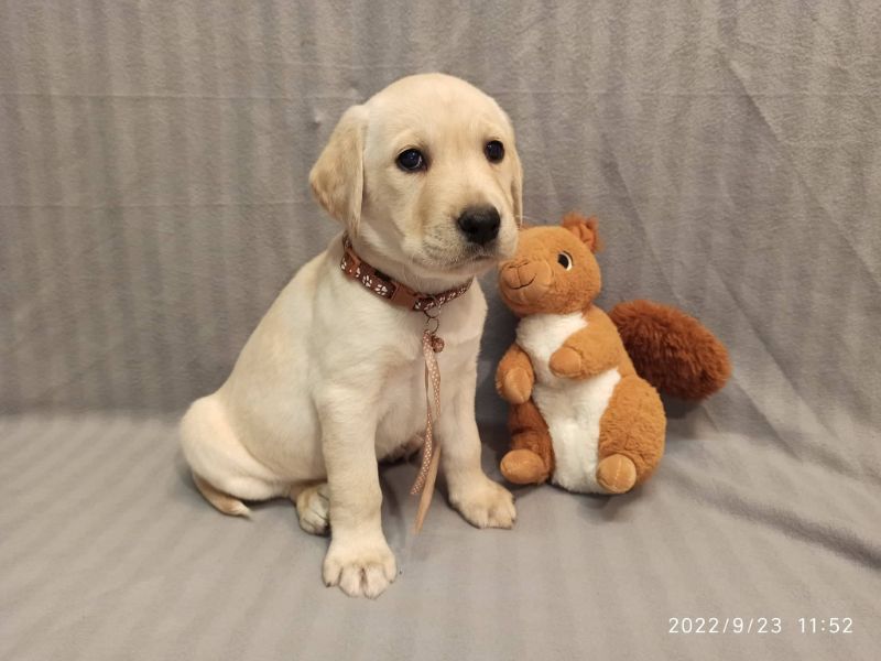 Chovatelská stanice labradorů Polepy u Kolína