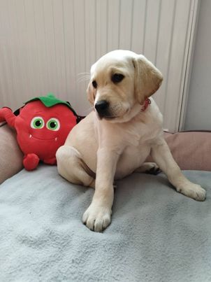 Chovatelská stanice labradorů Polepy u Kolína