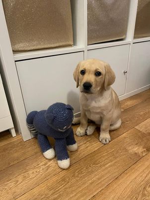 Chovatelská stanice labradorů Polepy u Kolína