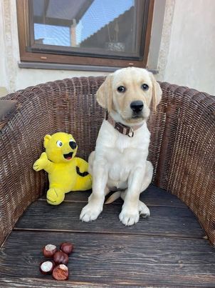 Chovatelská stanice labradorů Polepy u Kolína