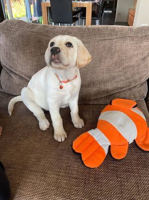 Chovatelská stanice labradorů Polepy u Kolína
