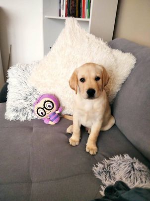 Chovatelská stanice labradorů Polepy u Kolína
