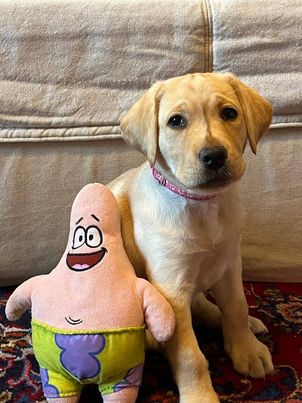 Chovatelská stanice labradorů Polepy u Kolína