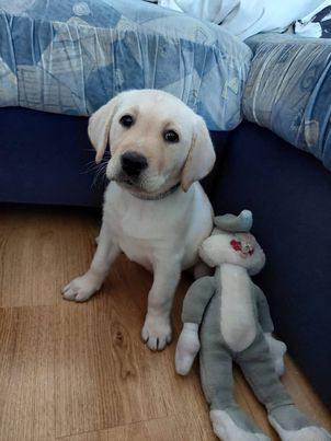 Chovatelská stanice labradorů Polepy u Kolína