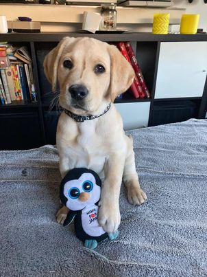 Chovatelská stanice labradorů Polepy u Kolína