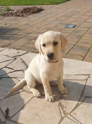 Chovatelská stanice labradorů Polepy u Kolína