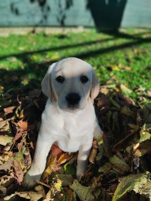 Chovatelská stanice labradorů Polepy u Kolína