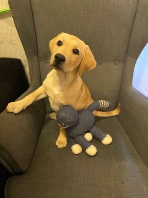 Chovatelská stanice labradorů Polepy u Kolína