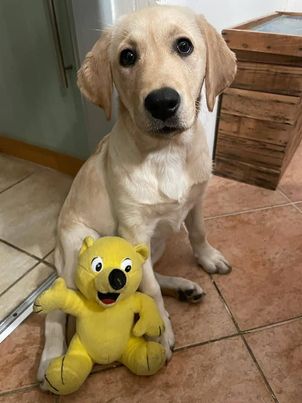 Chovatelská stanice labradorů Polepy u Kolína
