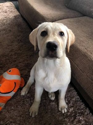 Chovatelská stanice labradorů Polepy u Kolína