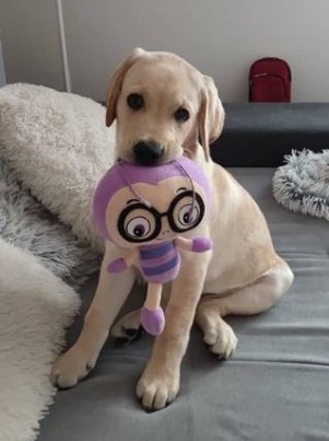 Chovatelská stanice labradorů Polepy u Kolína