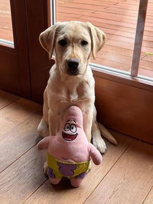 Chovatelská stanice labradorů Polepy u Kolína
