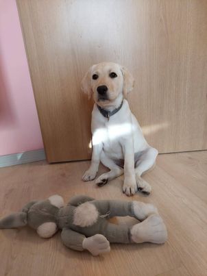 Chovatelská stanice labradorů Polepy u Kolína