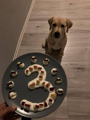 Chovatelská stanice labradorů Polepy u Kolína