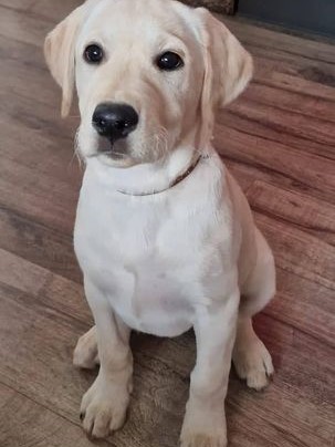 Chovatelská stanice labradorů Polepy u Kolína