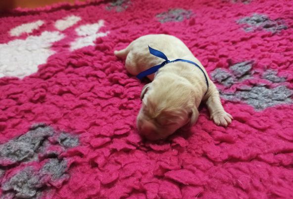 Chovatelská stanice labradorů Polepy u Kolína