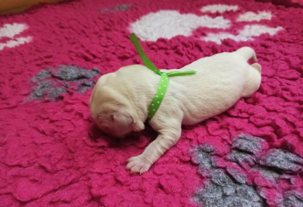 Chovatelská stanice labradorů Polepy u Kolína