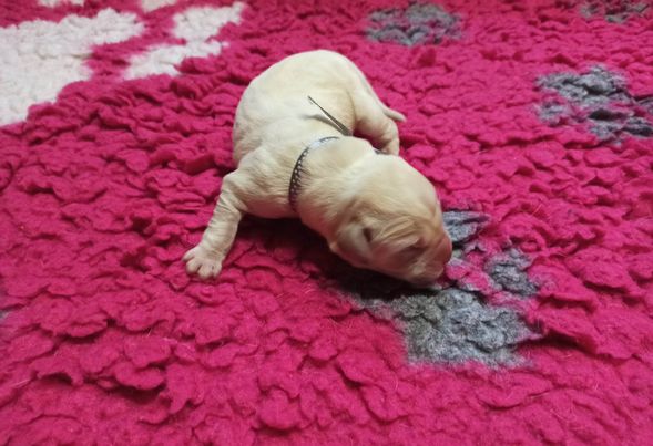 Chovatelská stanice labradorů Polepy u Kolína