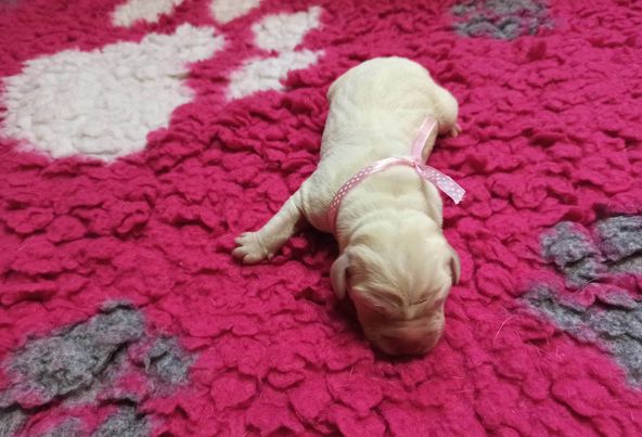 Chovatelská stanice labradorů Polepy u Kolína