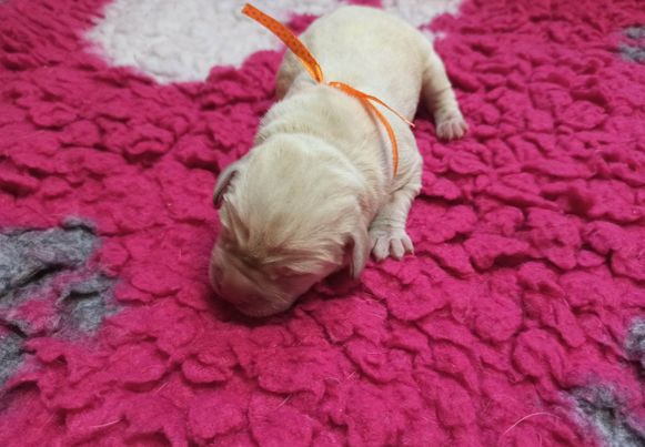 Chovatelská stanice labradorů Polepy u Kolína