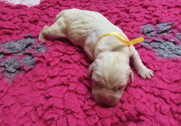 Chovatelská stanice labradorů Polepy u Kolína