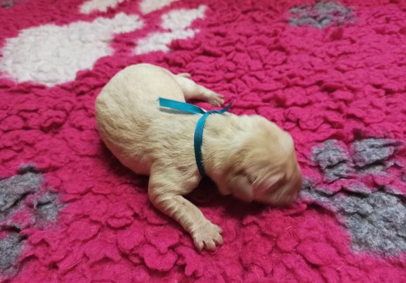 Chovatelská stanice labradorů Polepy u Kolína