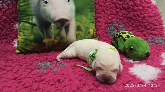 Chovatelská stanice labradorů Polepy u Kolína