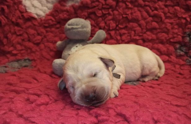 Chovatelská stanice labradorů Polepy u Kolína
