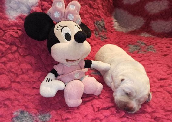 Chovatelská stanice labradorů Polepy u Kolína