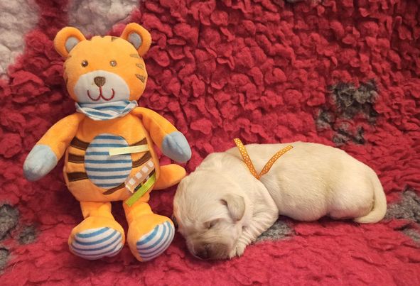 Chovatelská stanice labradorů Polepy u Kolína