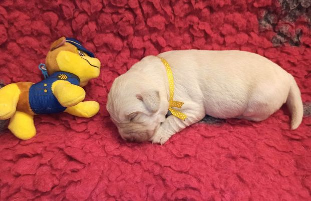 Chovatelská stanice labradorů Polepy u Kolína