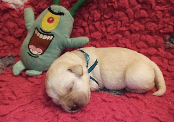 Chovatelská stanice labradorů Polepy u Kolína
