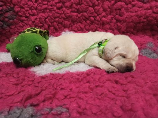 Chovatelská stanice labradorů Polepy u Kolína